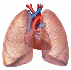 Polmoni cuore