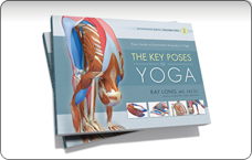 The Key Poses of Yoga