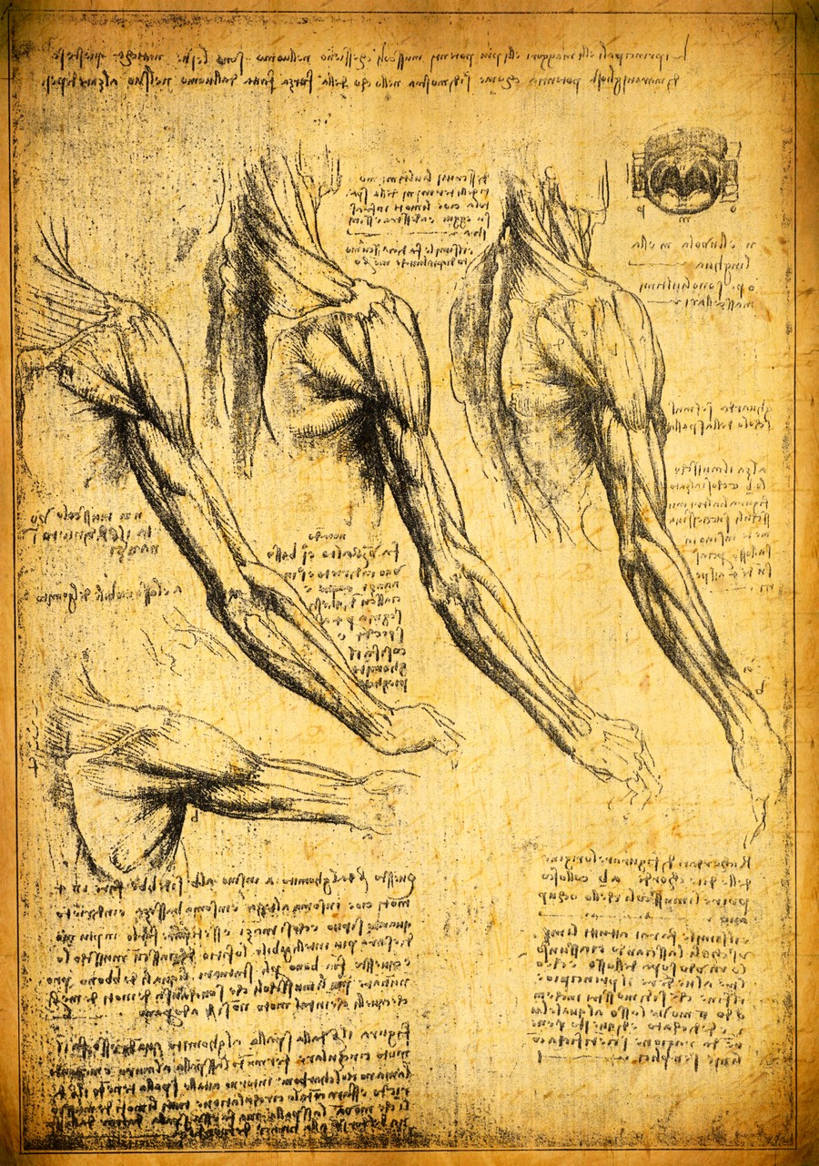 Disegno anatomico di Leonardo da Vinci