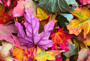 masterclass-Saluto-all-autunno-ok