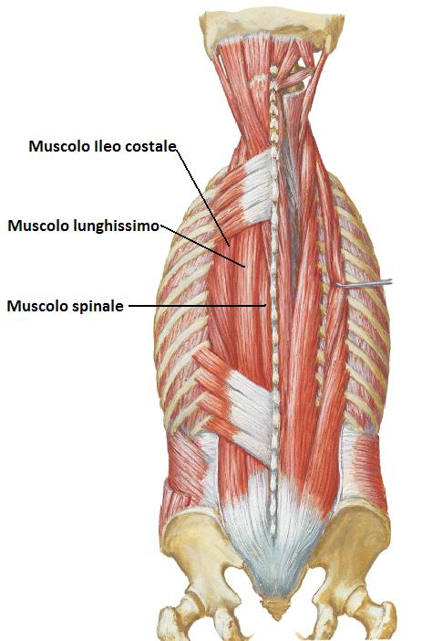 Erettori spinali (Muscolo Sacro Spinale)