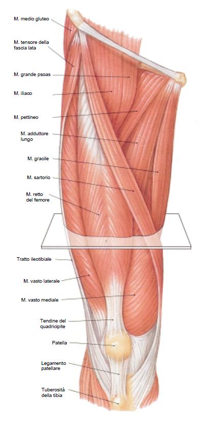 Muscolo quadricipite femorale